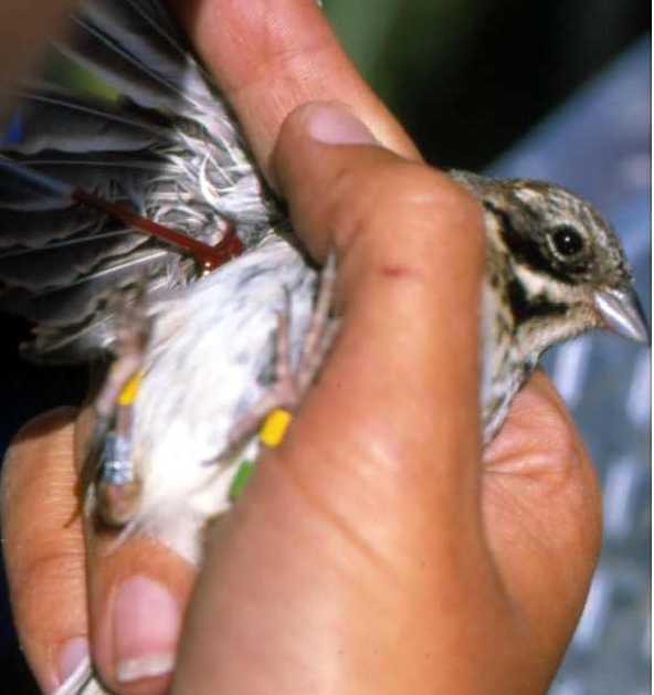 Taking blood off Reed bunting